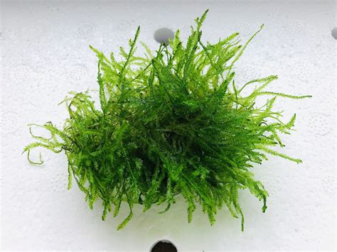 Java Moss Online | Aquarium plants UK | Aquatic Plants