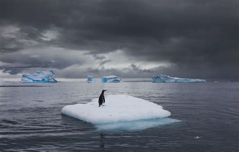 Gentoo penguin, Antarctica - Art Wolfe | Antarctica, Penguins, Gentoo ...