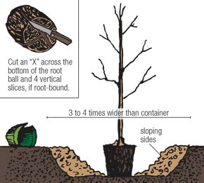 How To Plant Containerized Trees