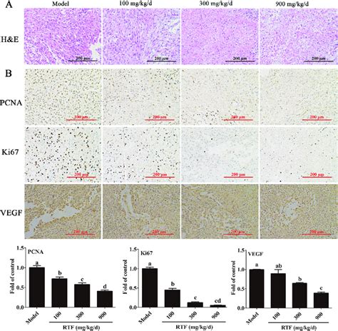 Histological Examination Of The Morphological Changes In Tumor