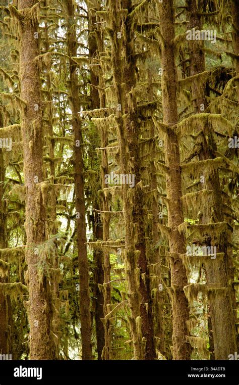 Moss Covered Tree Branches In The Hoh Rain Forest Olympic National Park