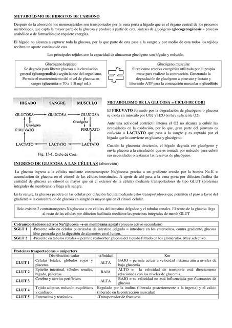 Metabolismo De Hidratos De Carbono Mmm Dn Udocz