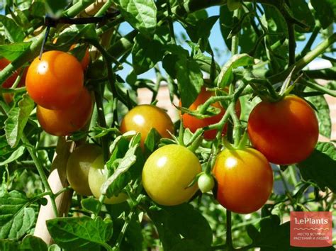 Томат Solanum lycopersicum описание выращивание фото на LePlants ru