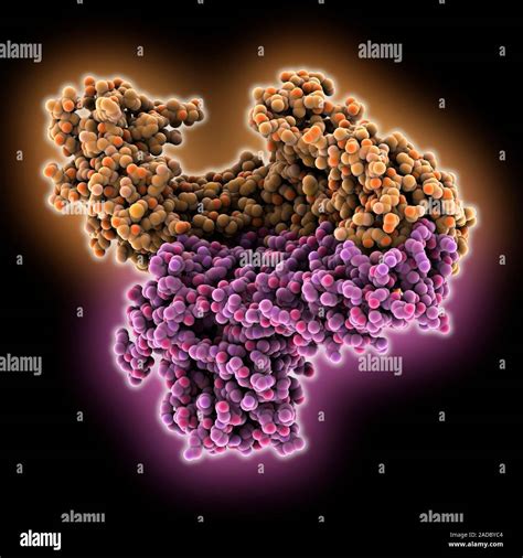 Hiv Reverse Transcriptase Computer Model Showing Hiv Human