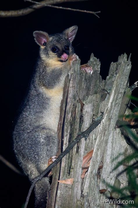 Common Brushtail Possum – AHP Wild