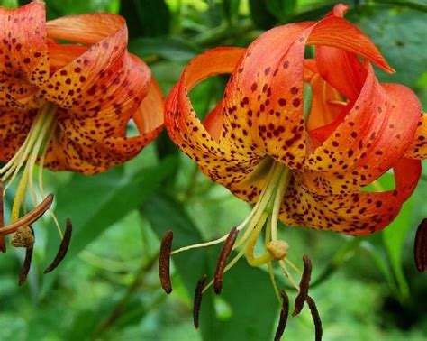 40 Wild Tiger Lily Lilium Seeds