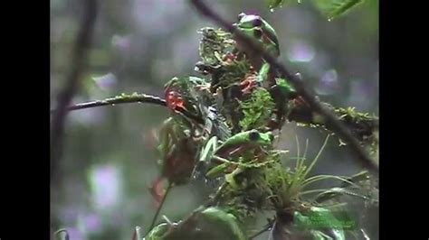 Red Eyed Green Tree Frogs Agalychnis Saltator Mating In Costa Rica