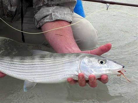 North Eleuthera Fishing Report and Forecast: June 2014 - Coastal Angler ...