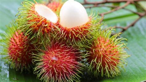 4 Manfaat Buah Rambutan Untuk Ibu Hamil Halaman All Tribunjogja