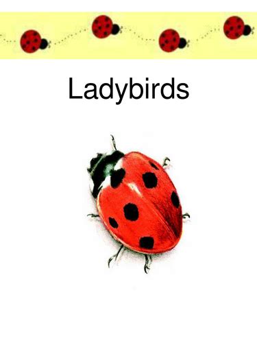 Ladybird Facts Powerpoint by hwinrowwinder - Teaching Resources - Tes