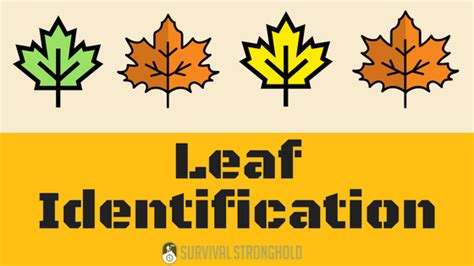 Leaf Identification (Infographic) – Survival Stronghold