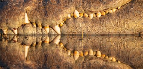 Nile Crocodile, jaws and teeth with reflection | Backcountry Gallery ...