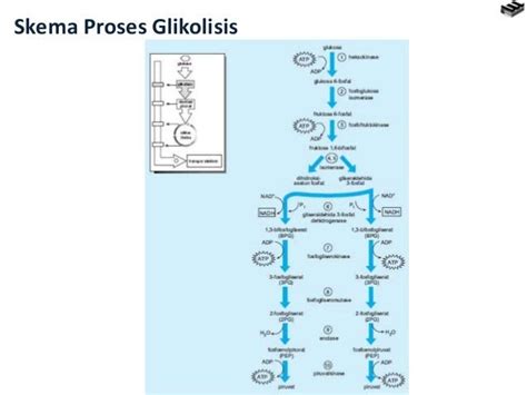 Gambar Skema Fermentasi Alkohol Terkini And Terlengkap Skema Wiring