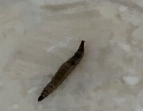 Worm In Shower Is Drain Fly Larva All About Worms