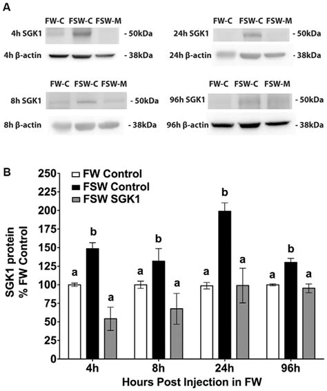 Time Course Of SGK1 Protein Knock Down In The Gill Of Fish Injected