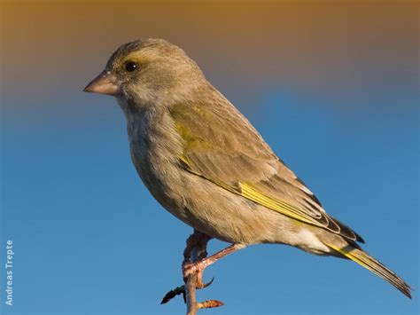 European Greenfinch | KuwaitBirds.org