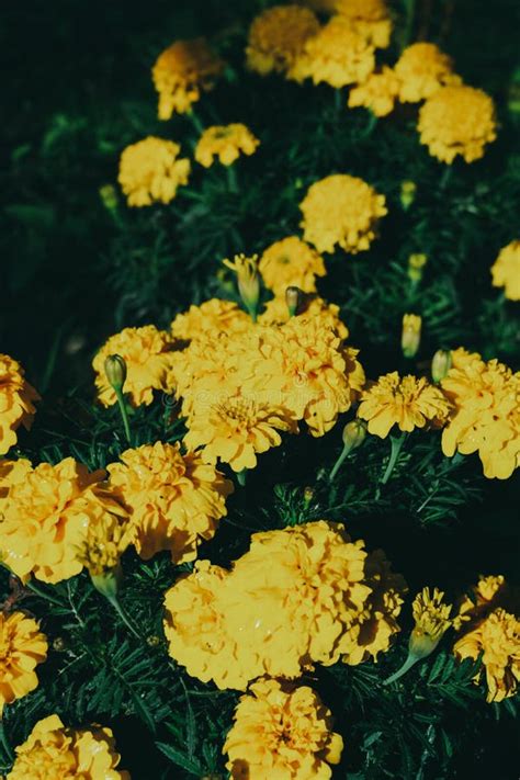 Yellow Marigold Flowers in the Garden, Close-up. Stock Image - Image of ...