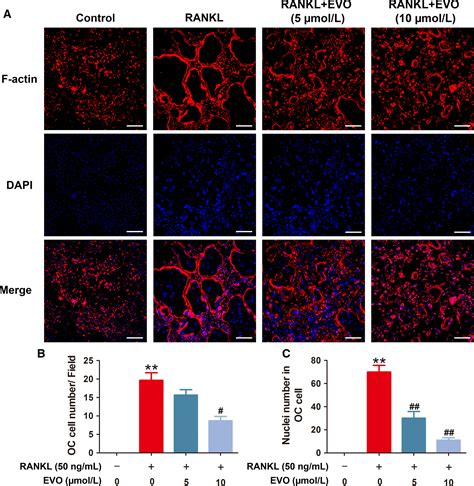 Evodiamine Inhibits Ranklinduced Osteoclastogenesis And Prevents