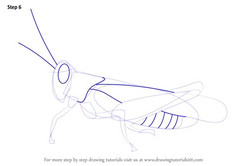 How to Draw a Cricket (Insects) Step by Step | DrawingTutorials101.com