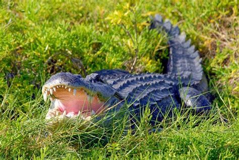 Wild Florida Airboat Tours and Gator Park Tickets in Kenansville, FL