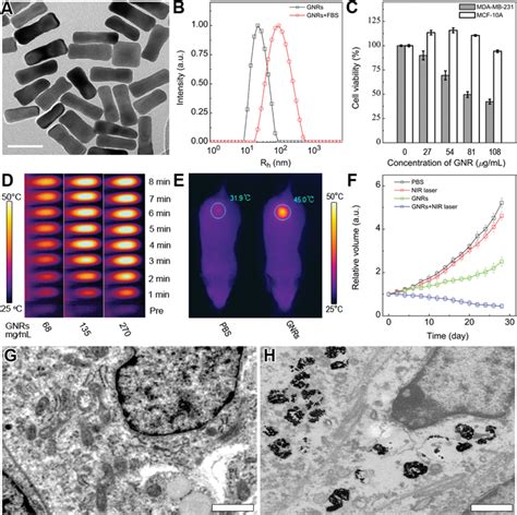 Evaluation Of The In Vitro Vivo Cellular Cytotoxicity And Tumor