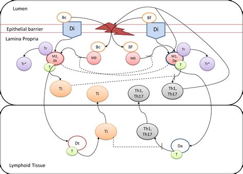 CD4+ T Cell Model | Nutritional Immunology and Molecular Medicine ...