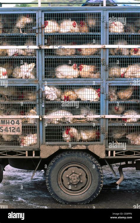 Broiler Truck Hi Res Stock Photography And Images Alamy