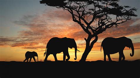 Elephant Sunset Wallpapers - Top Free Elephant Sunset Backgrounds ...