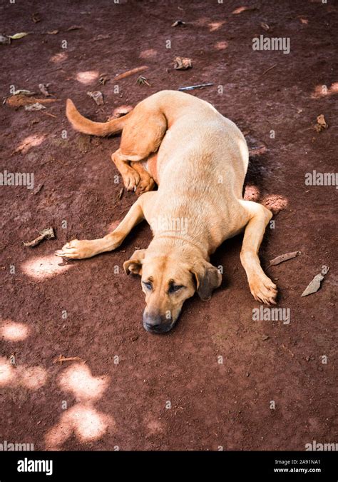 Lazy dog laying on the floor Stock Photo - Alamy