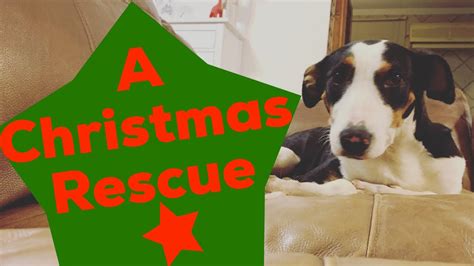 A Christmas Dog Rescue Youtube