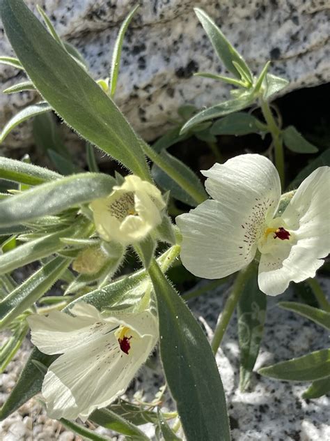 Anza Borrego Wildflowers - Anza Borrego