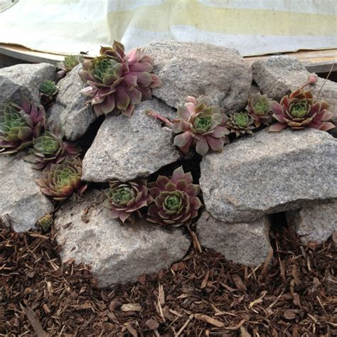 Pin Von Lynell Auf Hypertufa Garten Garten Ideen Steinmauer