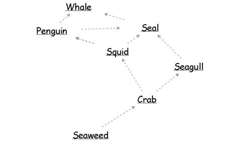 Ocean Food Web Insight Maker