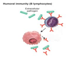 Humoral Immunity Diagram | Quizlet