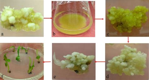 1 Steps For Cell Suspension Culture And Plantlet Regeneration Via