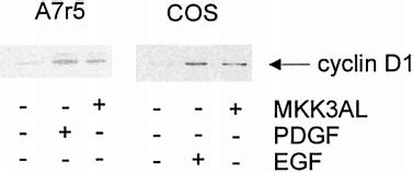 Effect Of A Dominant Negative Allele Of Mkk On Cyclin D Protein