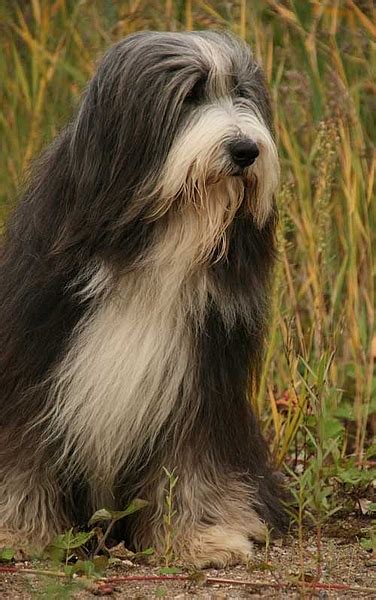 Club Für Britische Hütehunde Ev Rassestandard Bearded Collie