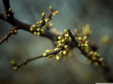 Spring Tree Buds Wallpaper 2560x1920 31865