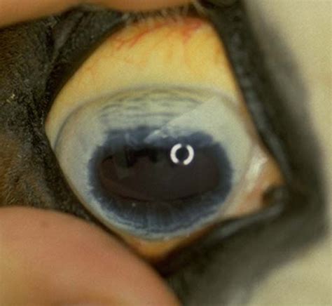 Sclera: icterus in Horses (Equis) | Vetlexicon