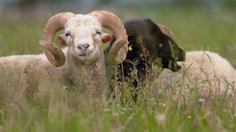 Sheep With Twisted Horns Traditional Slovak Breed Original Valaska