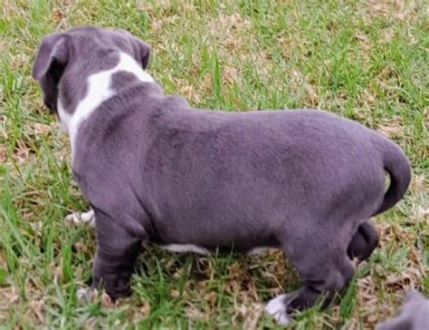 Purebred Blue American Staffy Pups Leppington