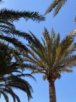 Wallpaper Babassu Date Palm Vegetation Blue Daytime Background