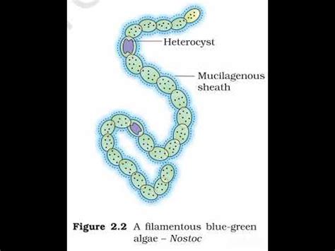 Class All Diagrams Of Biological Classification Ncert Cbse