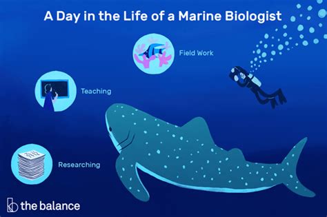 What Do Marine Biologists Do Culture Online Ucl University