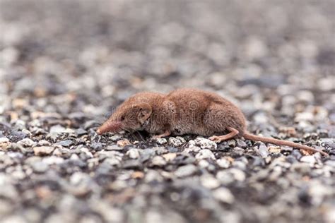 Closeup Of Small Gray Shrew In The Road Stock Image Image Of Europa