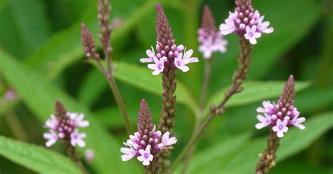 Verbena Propiedades Usos Y Contraindicaciones