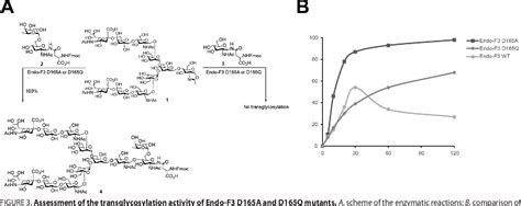 Figure From Endo F Glycosynthase Mutants Enable Chemoenzymatic