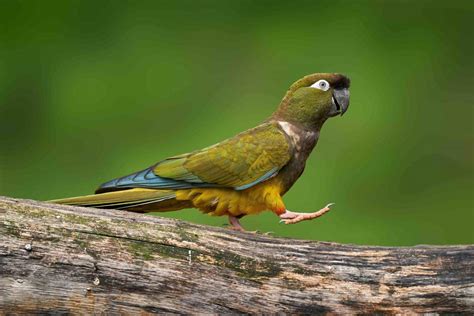types  parrots  avian enthusiasts factsnet