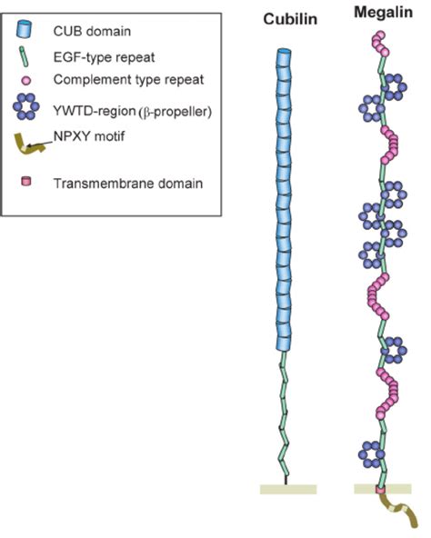 Schematic representation of megalin and its coreceptor | Download ...