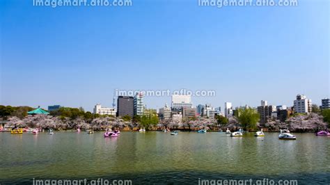 東京都台東区 春の上野公園 不忍池の桜とビル群の写真素材 204607247 イメージマート